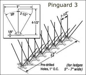 Bird Spiking