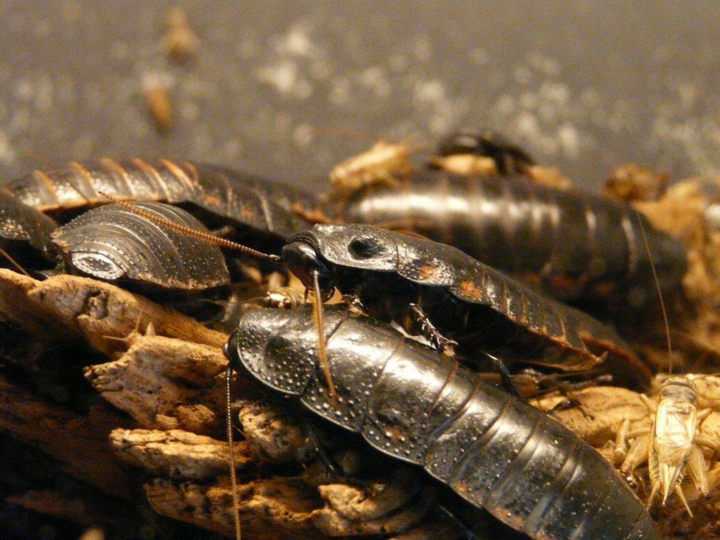 Cockroaches