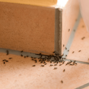 Domestic Pest Control - Ants