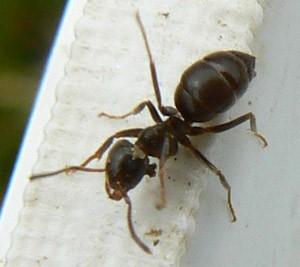 Garden Ant