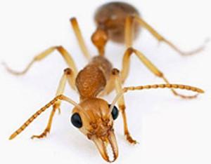 Pharaoh Ant