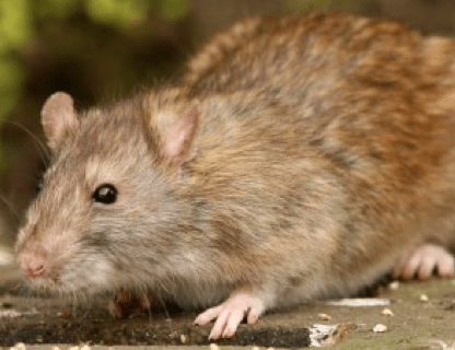 Get Rid Of Rats In Your Garden