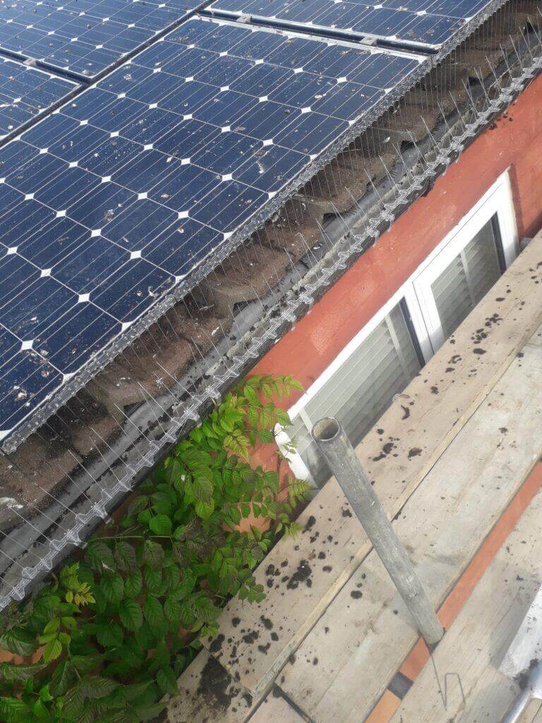Pigeon Proofing Solar Panel 4