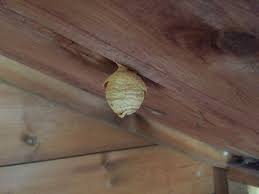 Wasp Nest Removal