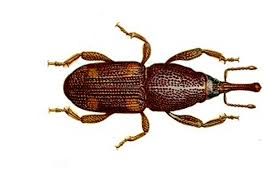 grain weevil