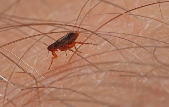 View of Professional Flea Treatment | Total Pest Control