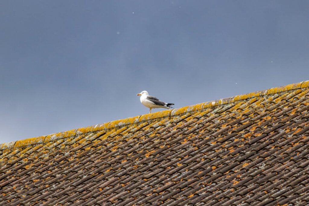seagull on roof