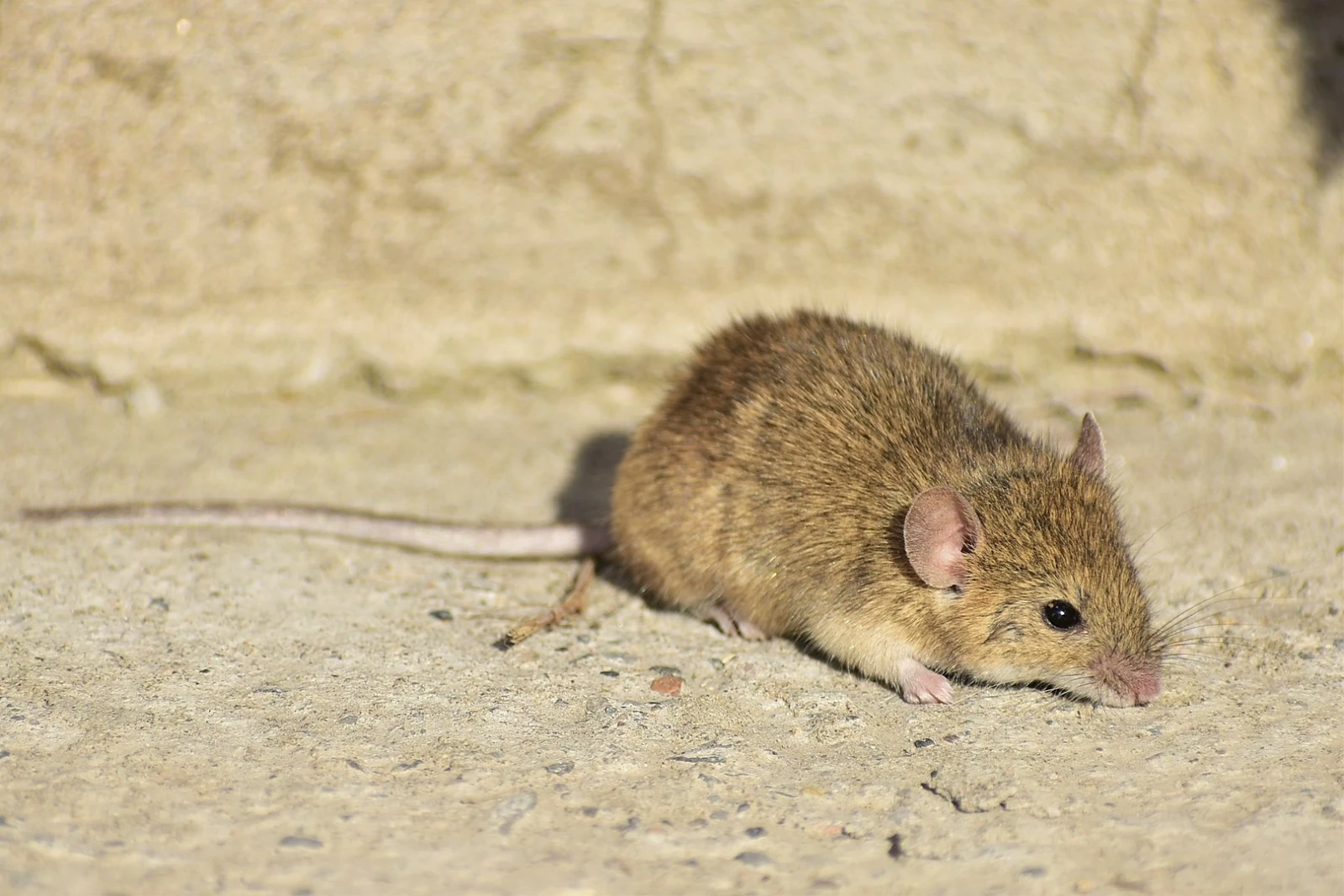 How To Stop Mice Getting In Homes Blog Total Pest Control