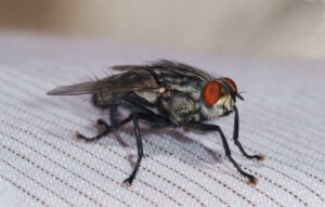 big black flies in house